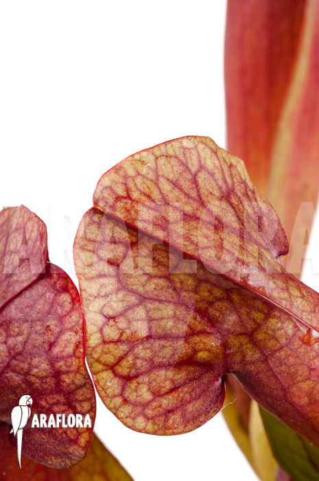 Sarracenia x ‚Barbapapa‘
