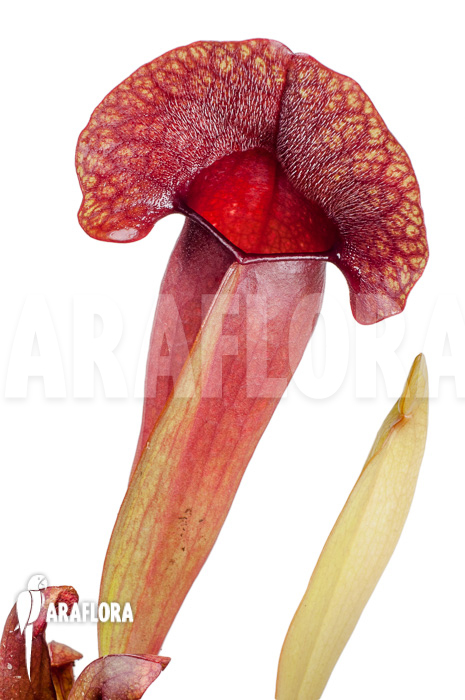 Sarracenia x ‚Barbapapa‘