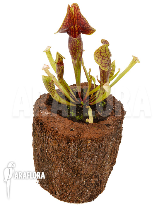 Sarracenia x Linda ‚M‘