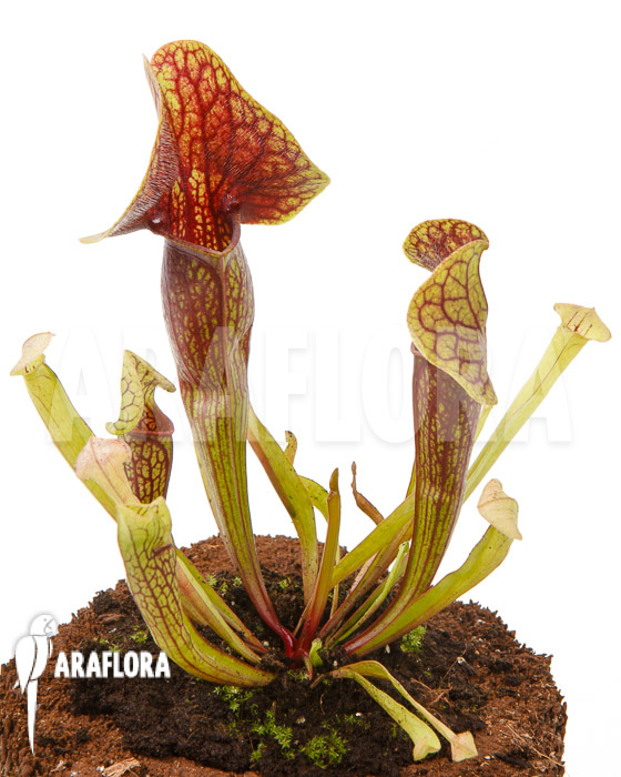 Sarracenia x Linda ‚M‘