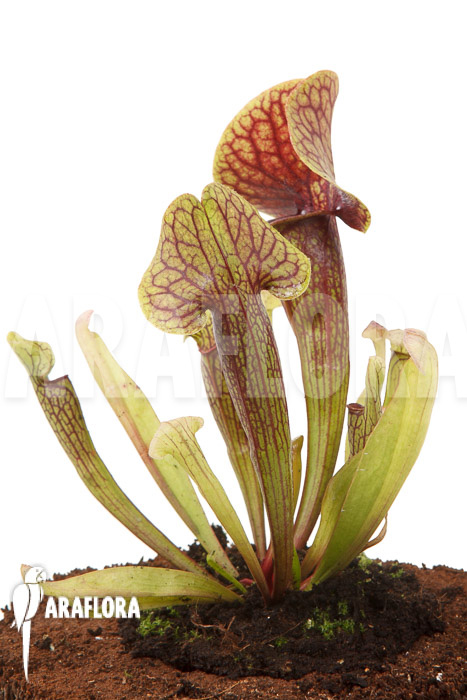 Sarracenia x Linda ‚M‘
