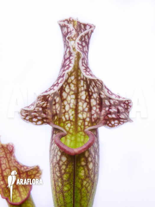 Sarracenia x ‚Royal Wizard‘