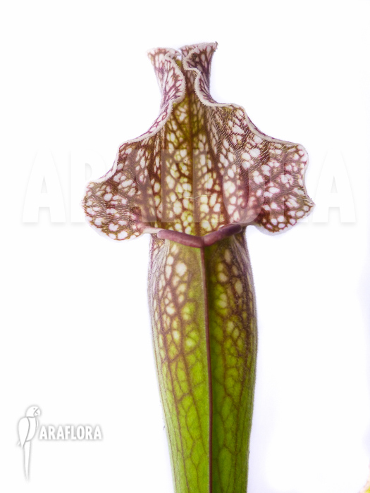 Sarracenia x ‚Royal Wizard‘