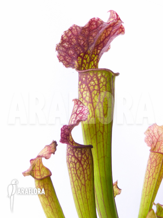 Sarracenia x ‚Royal Wizard‘