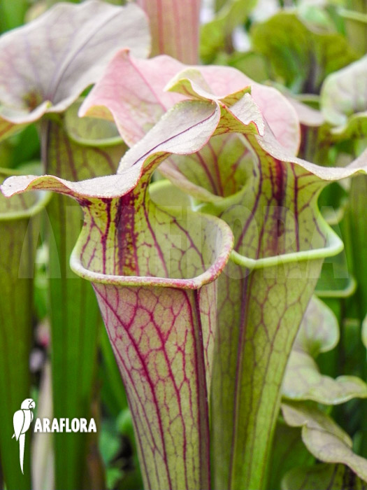 Sarracenia x Tygo