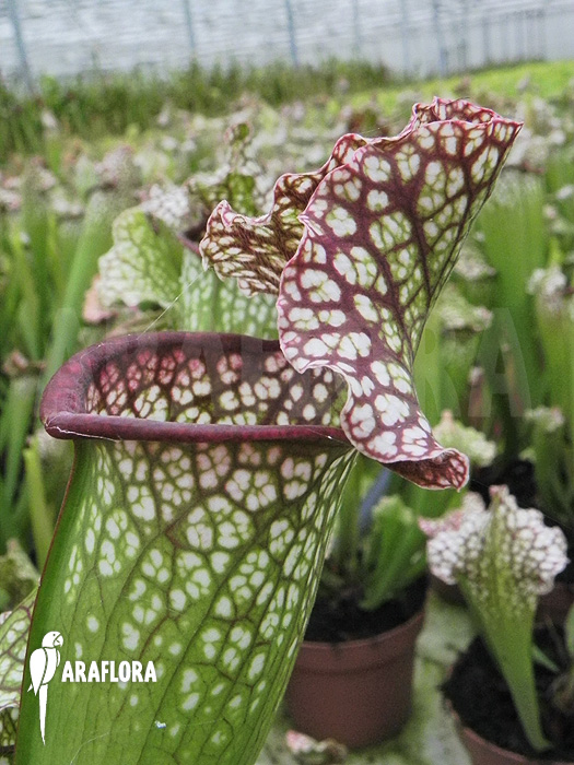 Sarracenia x leucophylla ‚Big daddy‘