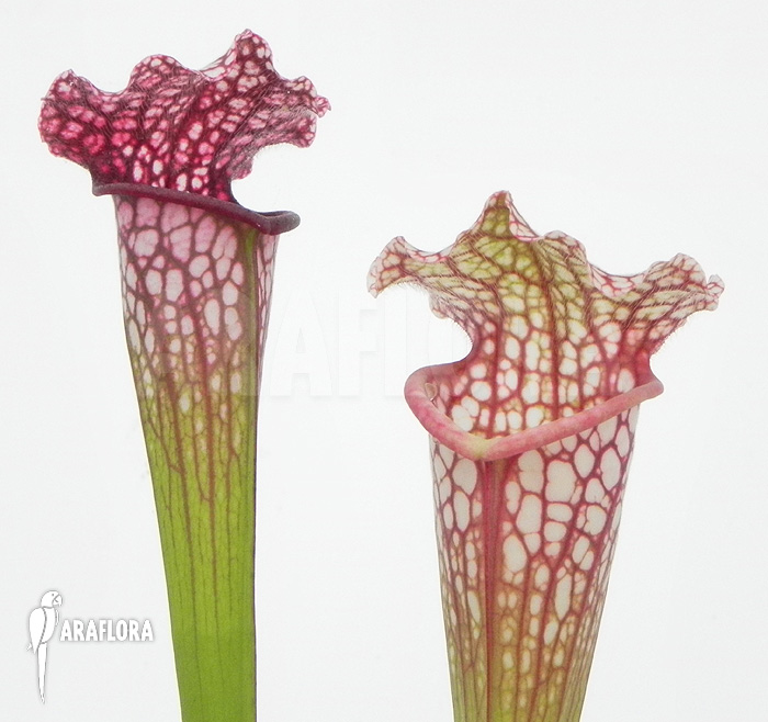 Sarracenia x leucophylla ‚Royal Red‘