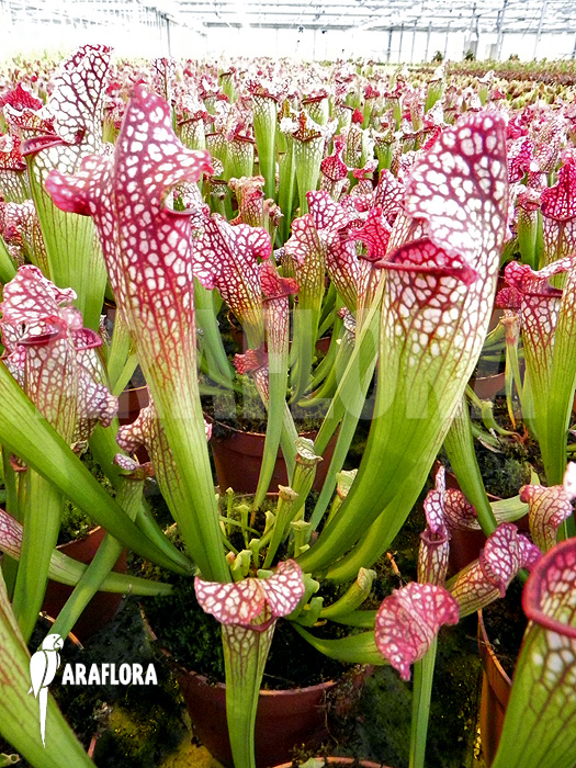 Sarracenia x leucophylla ‚Royal Red‘
