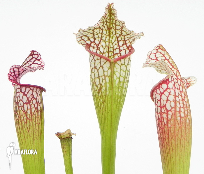 Sarracenia x leucophylla ‚Royal WhiteRed‘