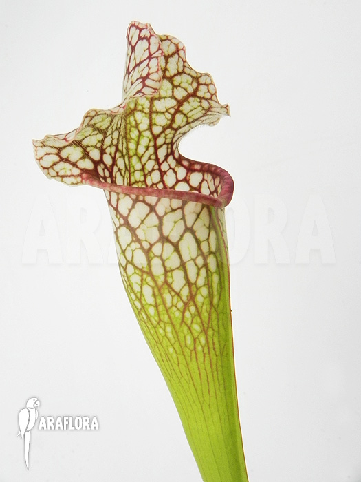 Field of Sarracenia x leucophylla ‚Royal WhiteRed‘