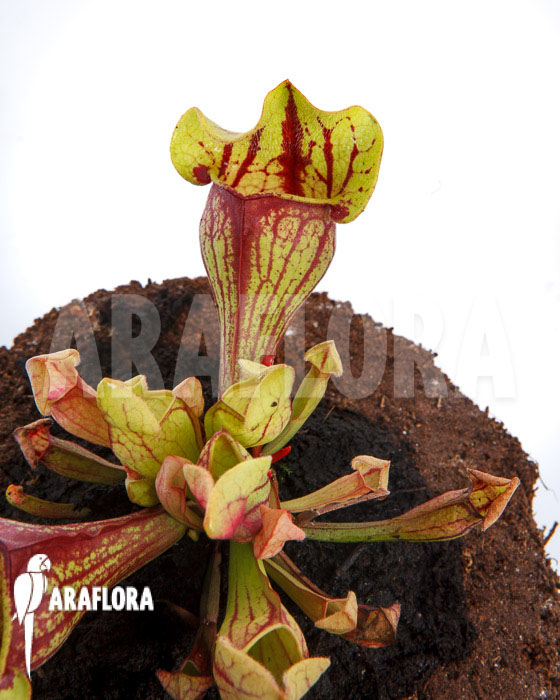 Sarracenia x purpurea ‚Leprechaun‘