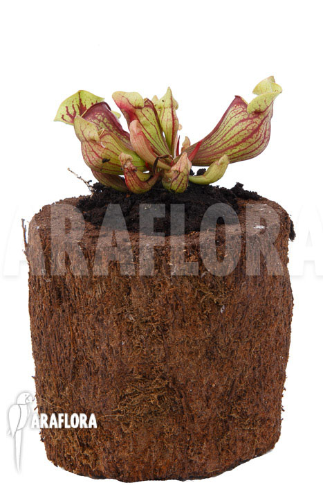 Sarracenia x purpurea ‚Leprechaun‘