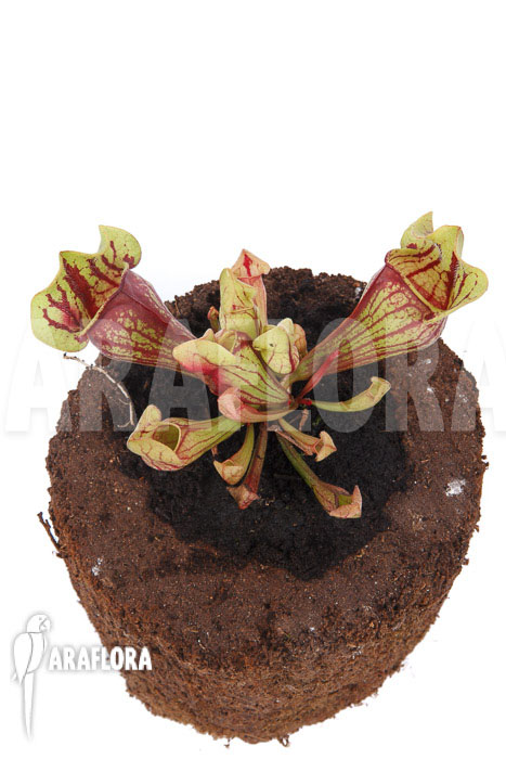Sarracenia x purpurea ‚Leprechaun‘