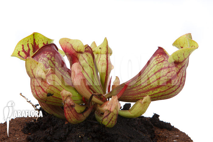 Sarracenia x purpurea ‚Leprechaun‘