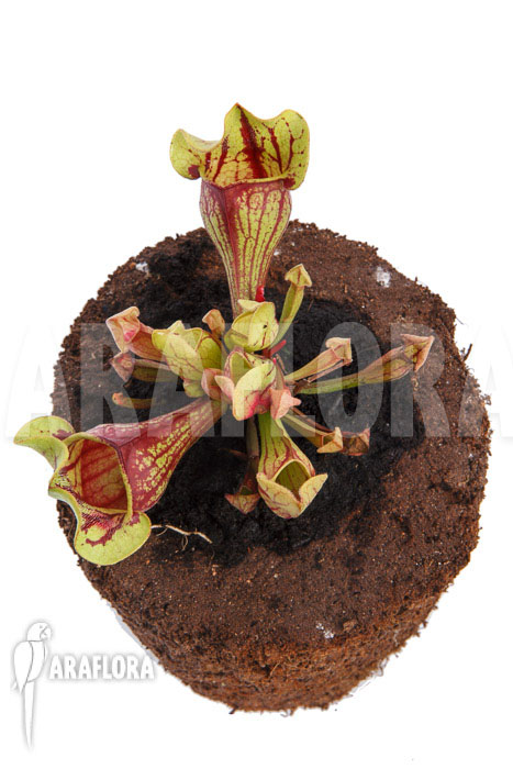 Sarracenia x purpurea ‚Leprechaun‘