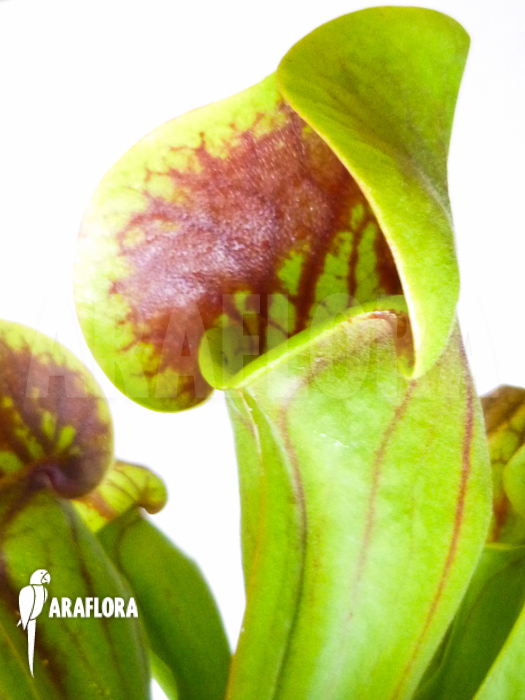 Sarracenia x Purpurea‘ ‚Bright eyes‘