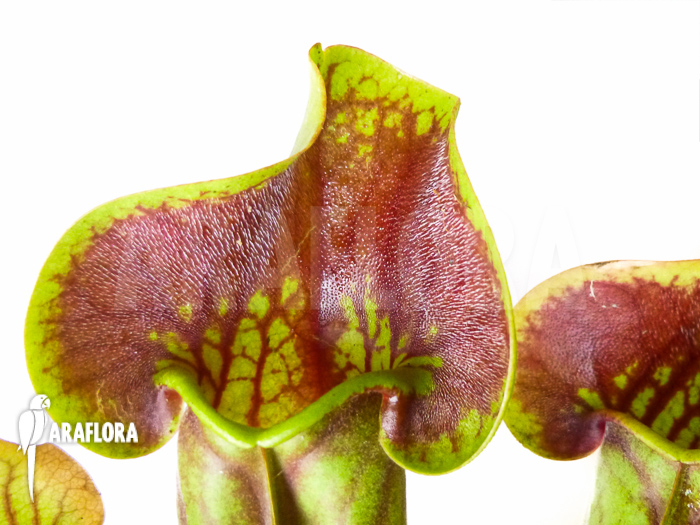 Sarracenia x Purpurea‘ ‚Bright eyes‘