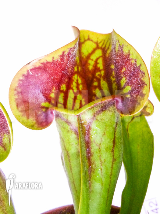 Sarracenia x Purpurea‘ ‚Bright eyes‘