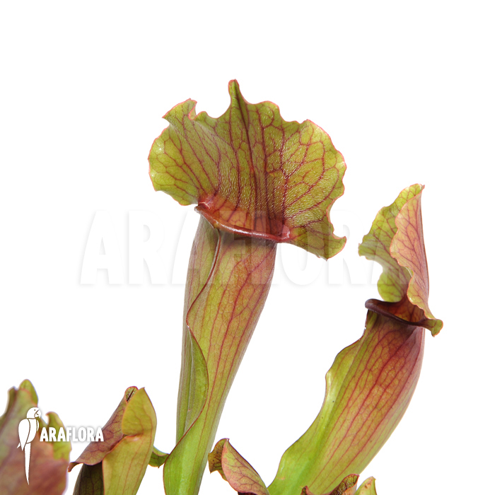 Sarracenia x purpurea hybrid A