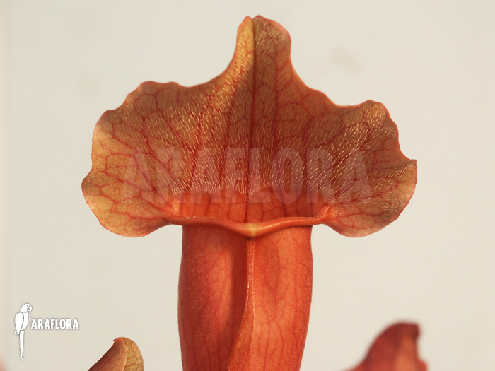Sarracenia x purpurea hybrid A