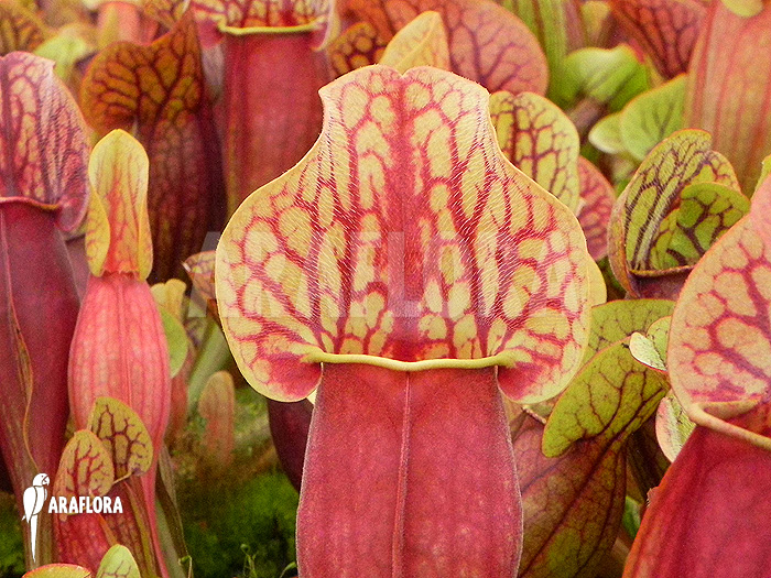 Sarracenia x purpurea hybrid C