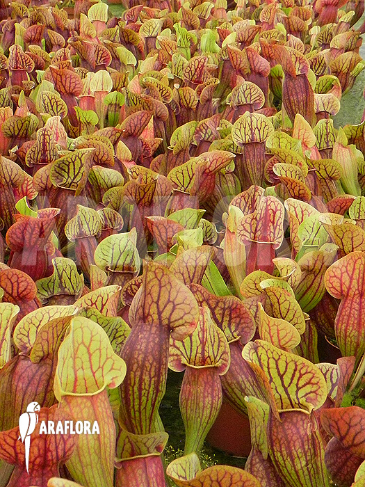 Sarracenia x purpurea hybrid C