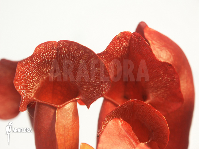 Sarracenia x purpurea ‚Barbapapa‘
