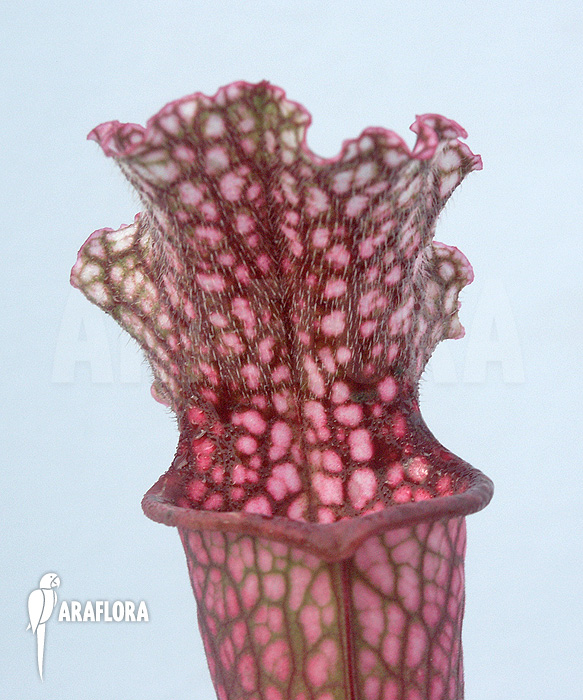 Sarracenia x stevensii