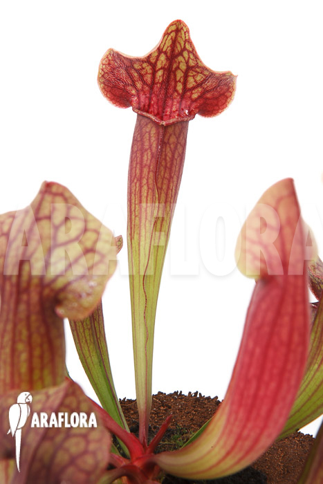 Sarracenia x Tess ‚L‘