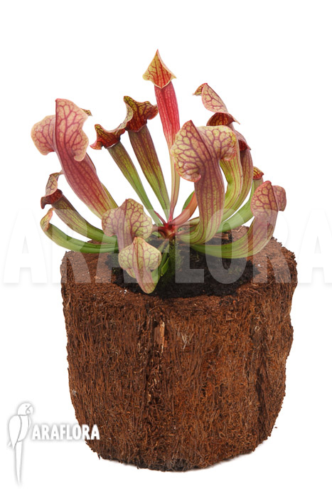 Sarracenia x Tess ‚L‘