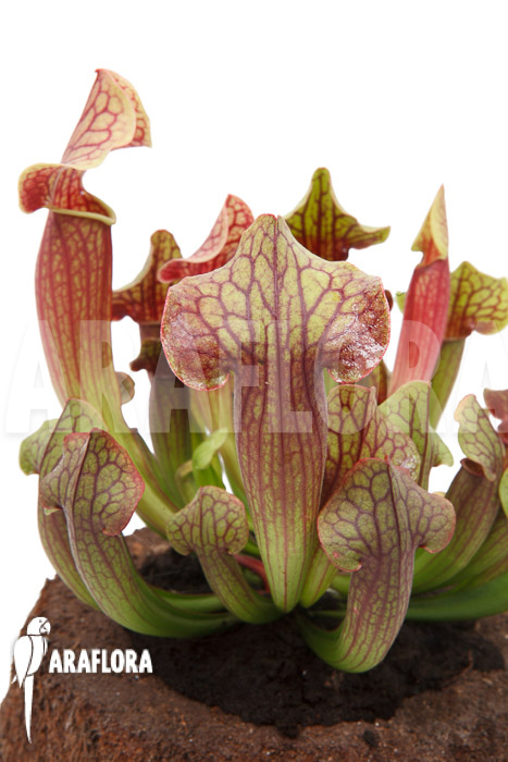 Sarracenia x Tess ‚XL‘