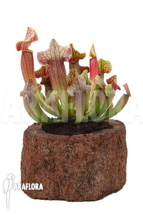 Sarracenia x Tess ‚XL‘