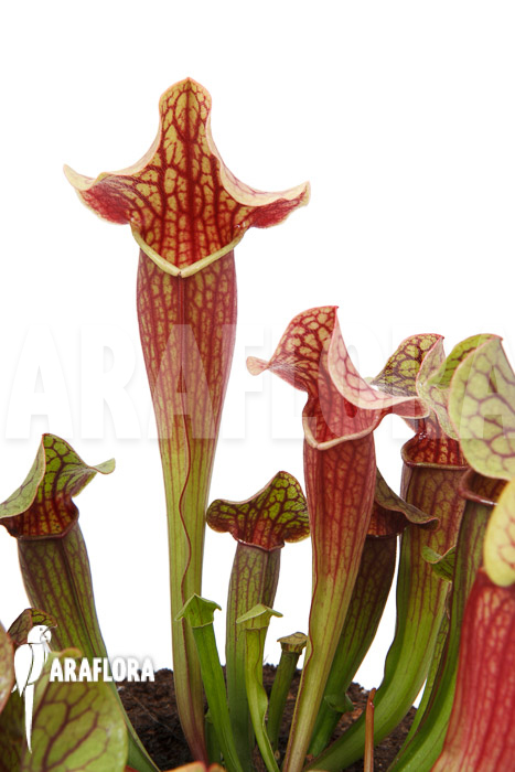 Sarracenia x Tess ‚XL‘