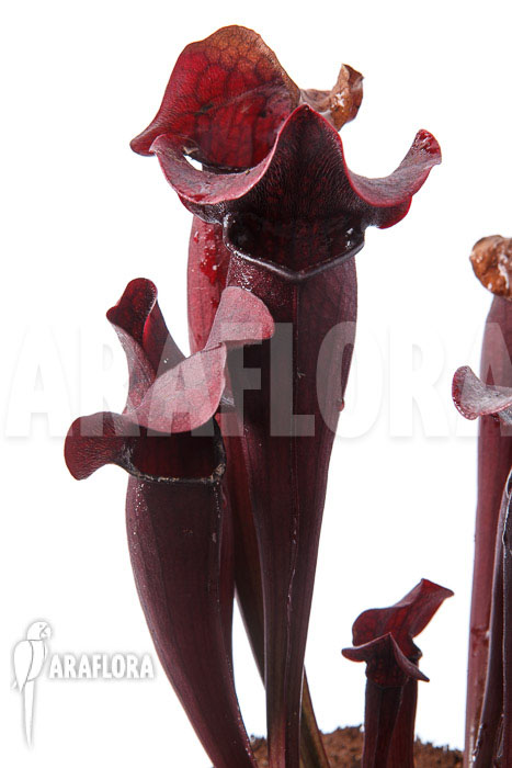 Sarracenia x Tess ‚XXL‘