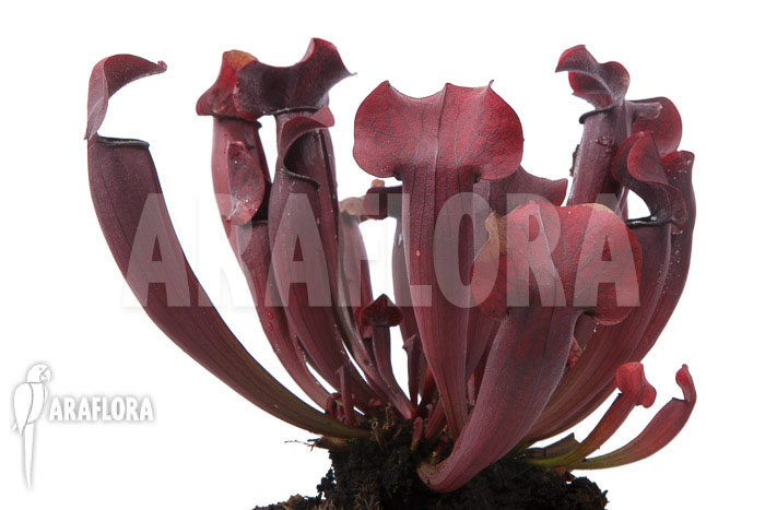 Sarracenia x Tess ‚XXL‘