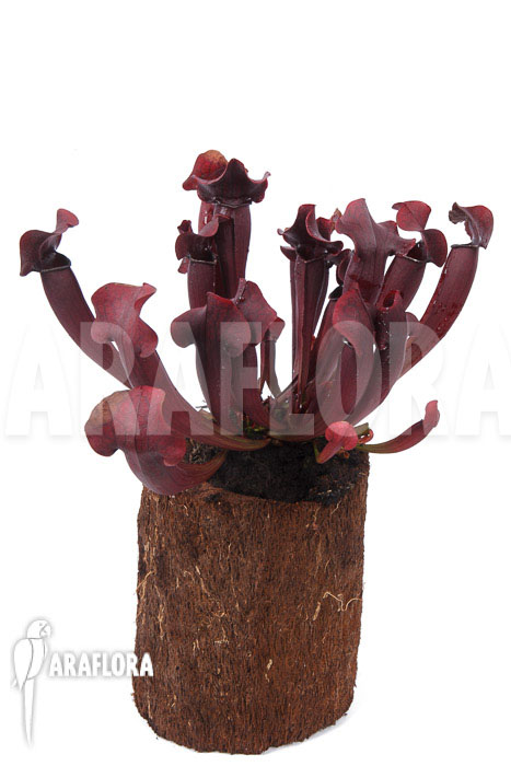 Sarracenia x Tess ‚XXL‘