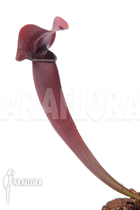 Sarracenia x Tess ‚XXL‘