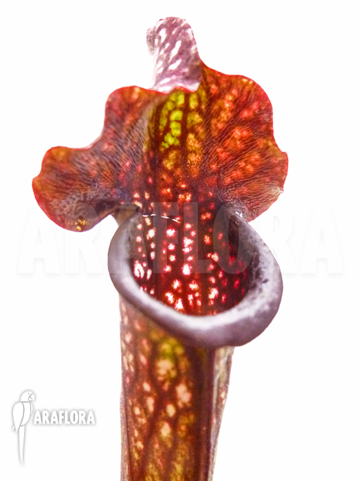 Sarracenia x twister