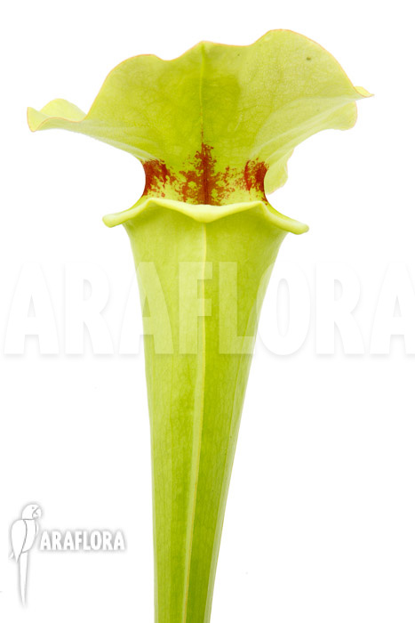 Sarracenia x yellow bird