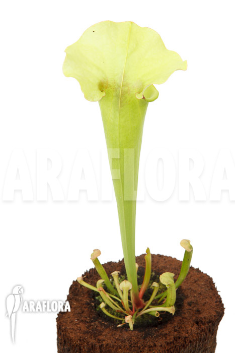 Sarracenia x yellow bird