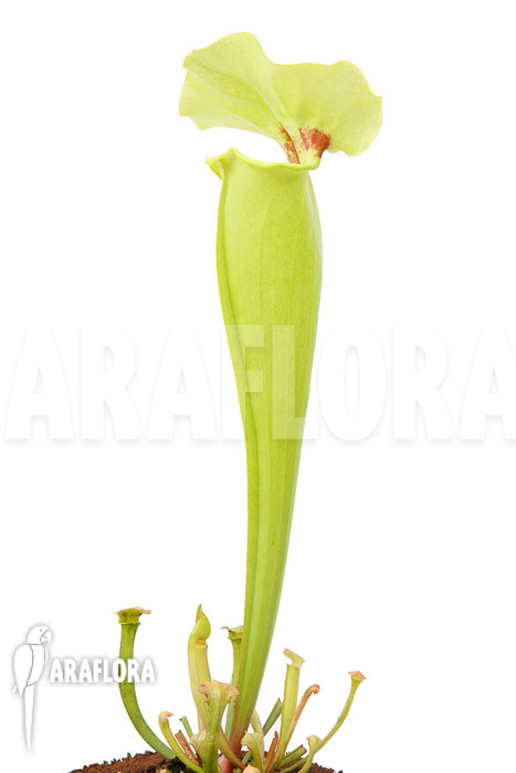 Sarracenia x yellow bird