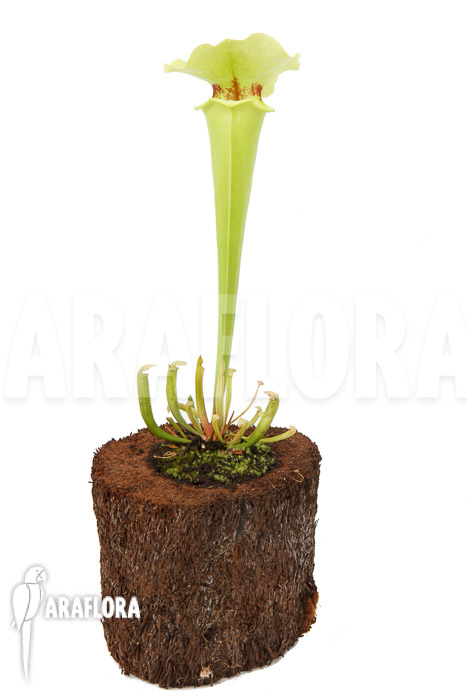 Sarracenia x yellow bird