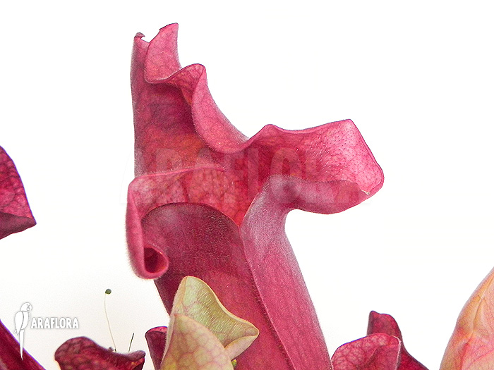 Sarracenia x ‚Ewalina‘