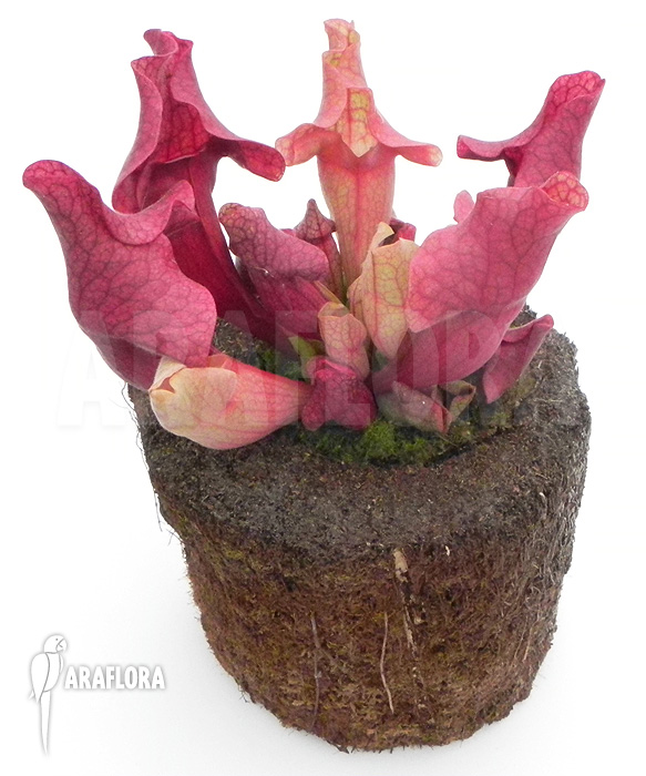 Sarracenia x ‚Ewalina‘