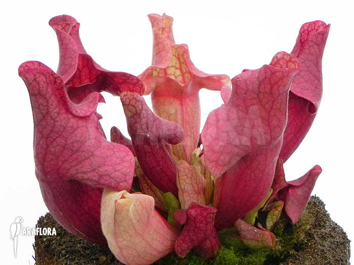 Sarracenia x ‚Ewalina‘
