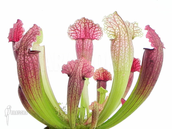 Sarracenia x ‚Fiona‘
