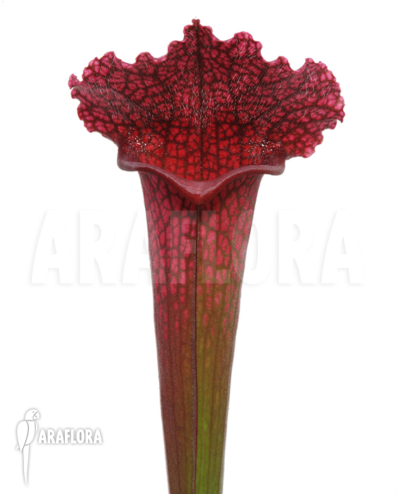 Sarracenia x ‚juthatip Soper‘