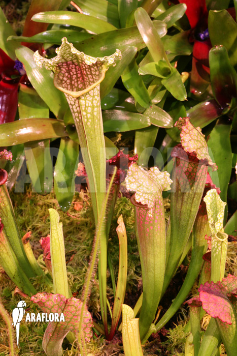 Sarracenia x ‚juthatip Soper‘