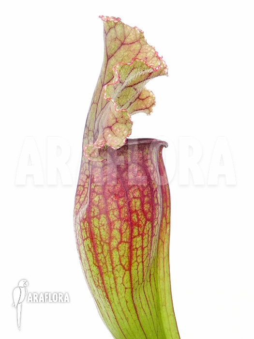 Sarracenia x ‚Lucky Leuco‘