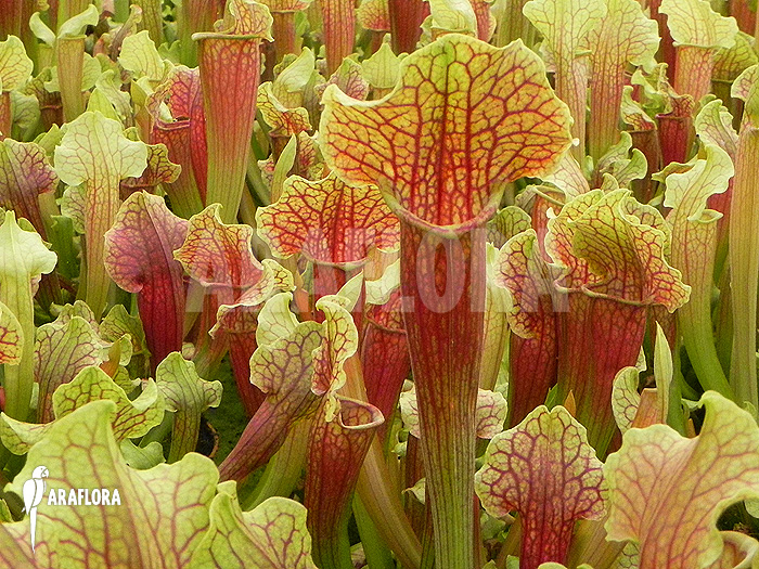 Sarracenia x ‚Smoorie‘